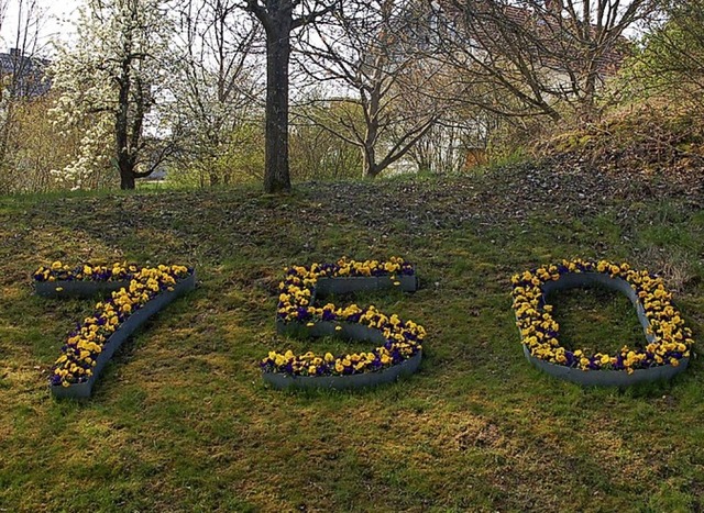 Das Jubilum blht.   | Foto: Wunderle