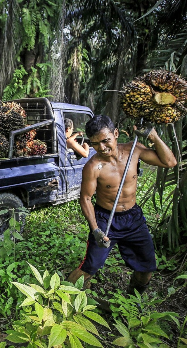 Wegen Palmlplantagen, wie hier in Ind...chen tropischen Regenwalds abgeholzt.   | Foto: dpa