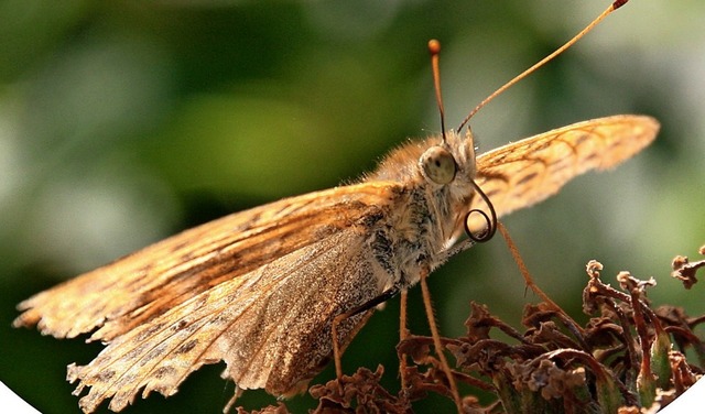 Schmetterlinge  sind  wichtige Bestuber im kosystem.  | Foto:  