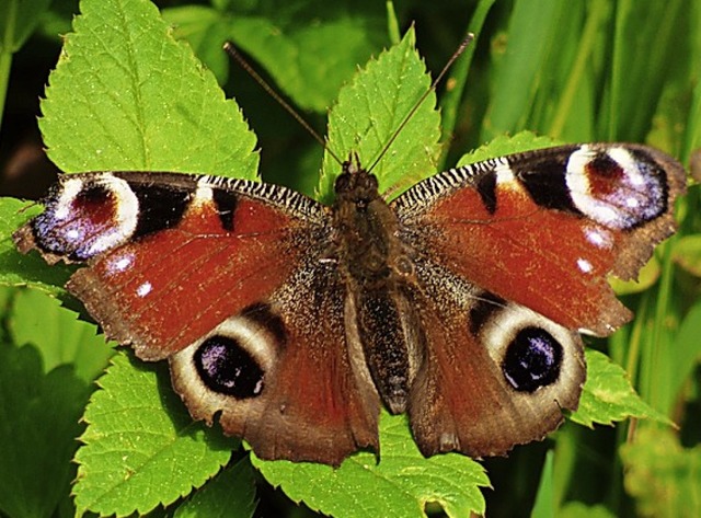 Ein Edelfalter: Das Tagpfauenauge.   | Foto: BUND Hochrhein