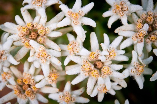 Das Edelwei, die Symbolblume des  DAV  | Foto: David Ebener