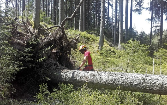 Hauke Jrs entastet einen vom Sturm en...hrung des Borkenkfers zu verhindern.   | Foto: F. Harich