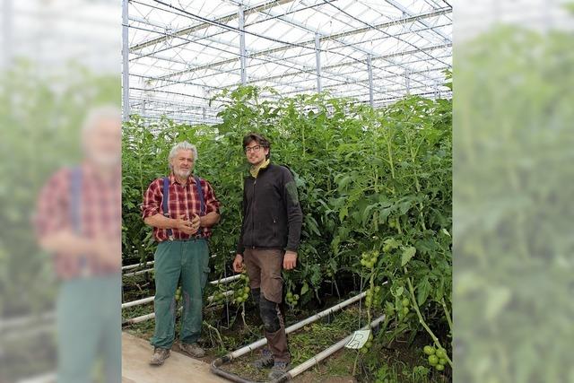 Einweihungsfeier inmitten ppig kletternder Tomaten