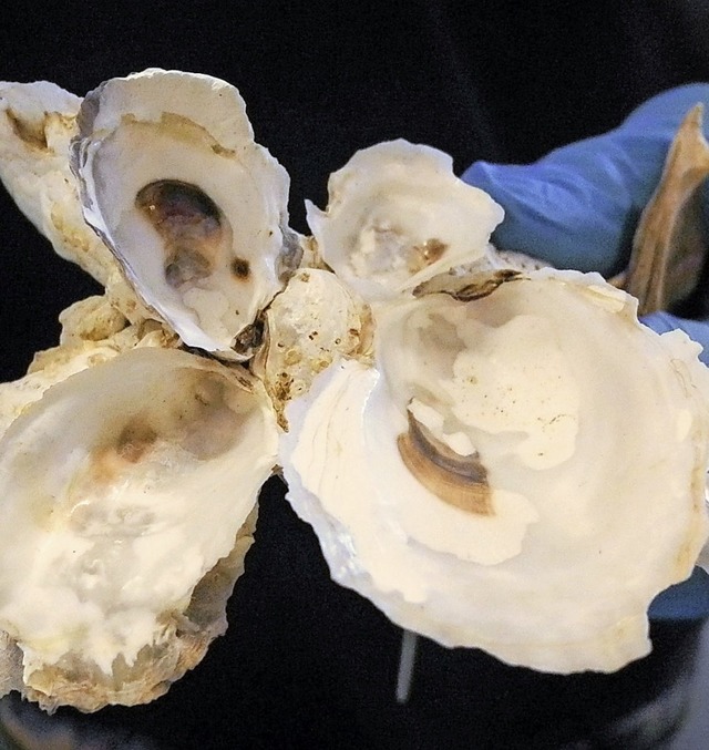 Ein Schler hlt einige Austernschalen...&#8222;Billion Oyster Projects&#8220;.  | Foto: dpa
