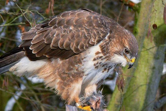 Greifvogel greift Spaziergnger im Wald bei Lrrach an