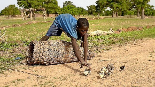 Ein Junge fngt entlaufene Kken ein. ...esten des riesigen Kontinents liegt.    | Foto: Misereor