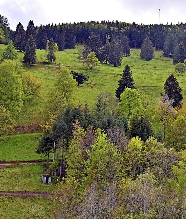 Die Quellen am Nordhang des Zeller Bla...die kleine Brunnenstube (links unten).  | Foto: Georg Ganter