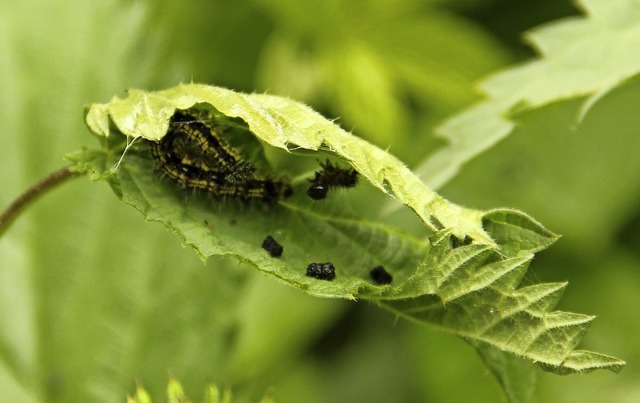 Raupen des Tagpfauenauges schtzen sich im gewlbten Blatt vor Fressfeinden.   | Foto: Renate Hund