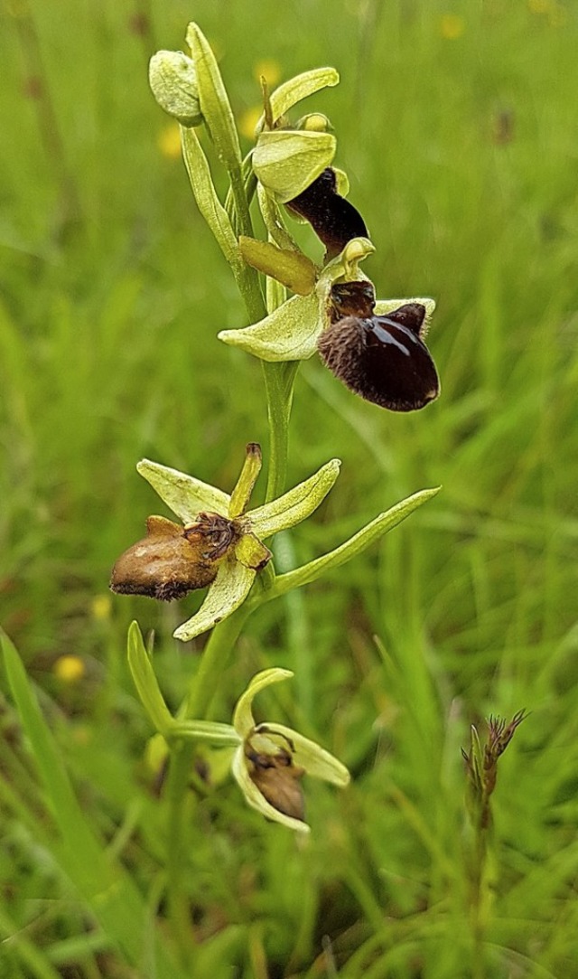 Eine briggebliebene Spinnen-Orchidee.   | Foto: Karl Kovacs