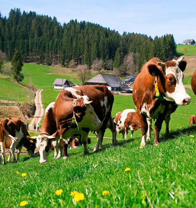 Die Lieferanten der Milch fr den Kse der Schwarzwaldmilch  | Foto: Bioland