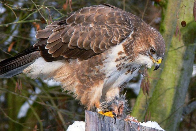 Womglich war es ein Bussard, der den ... Lrrach angegriffen hat (Symbolbild).  | Foto: dpa