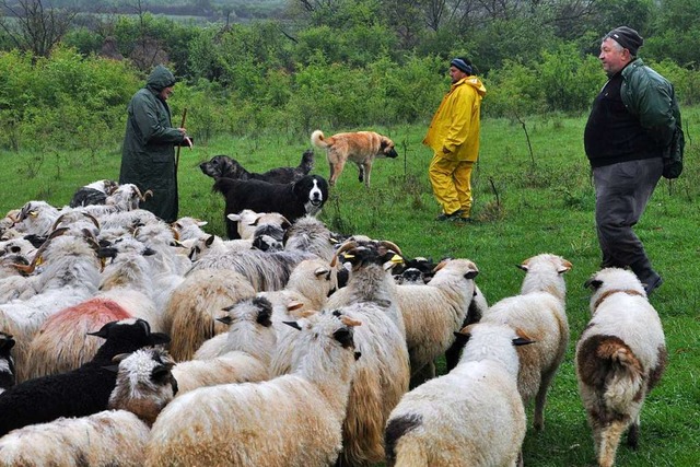 Weidewirtschaft ohne Zaun: Ion Mustata...it Htehunden und angestellten Hirten   | Foto: Jens Schmitz