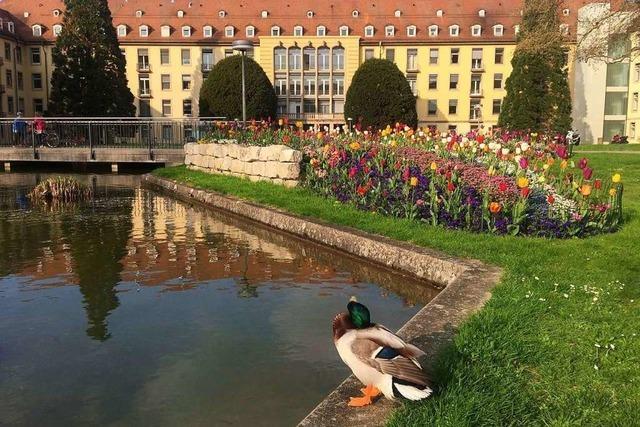 Nicht nur auf der Insel Mainau gibt es eine Tulpenpracht