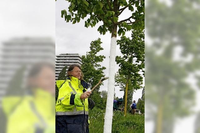 Bume bekommen Sonnenschutz