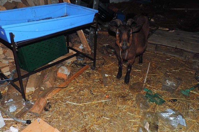Eine Ziege in dem verlassenen, verdreckten Stall  | Foto: bz