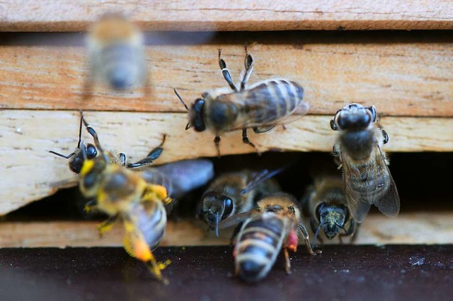 Auch Bienen werden immer seltener.   | Foto: Sebastian Kahnert (dpa)