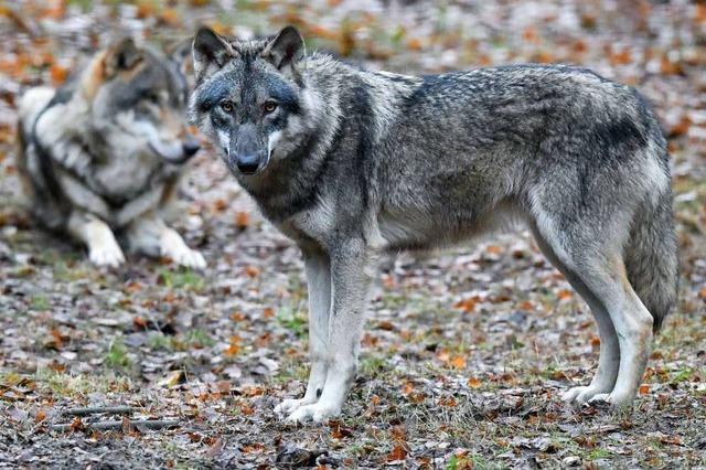 Brgerinitiative aus Weitenau kmpft gegen den Wolf