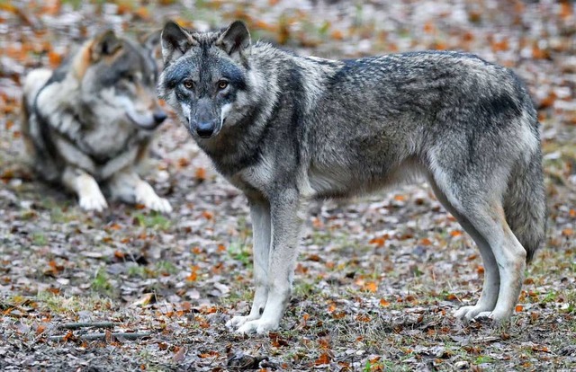 Die Brgerinitiative Wolfsinfo aus Fah... und eine Veranstaltung im Schafstall.  | Foto: dpa