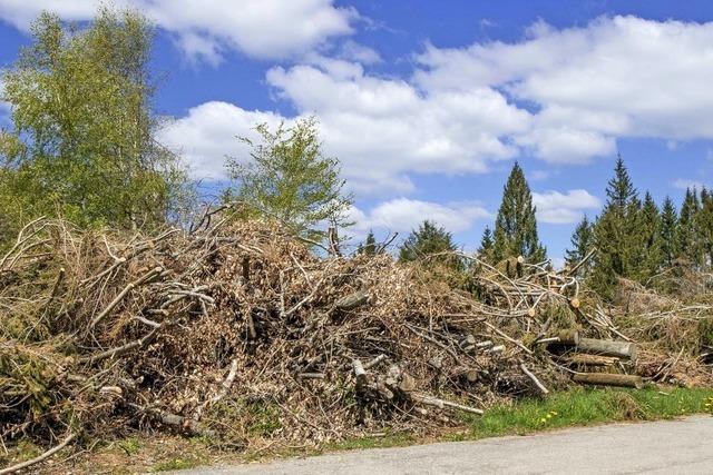 Unterwegs entlang des Holzwegs