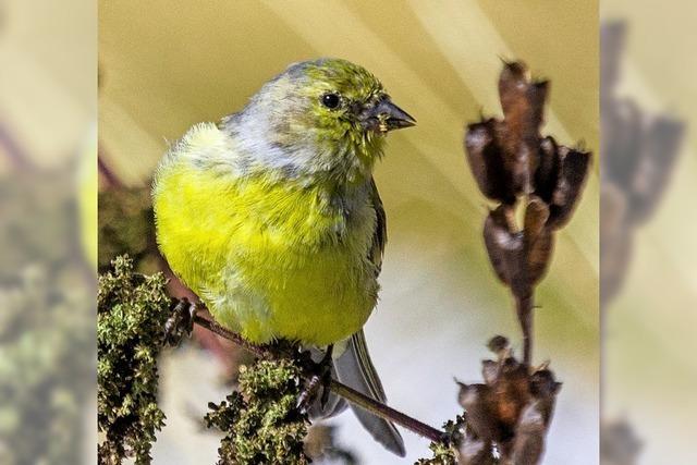 Erlebnissaison im Biosphrengebiet Schwarzwald startet