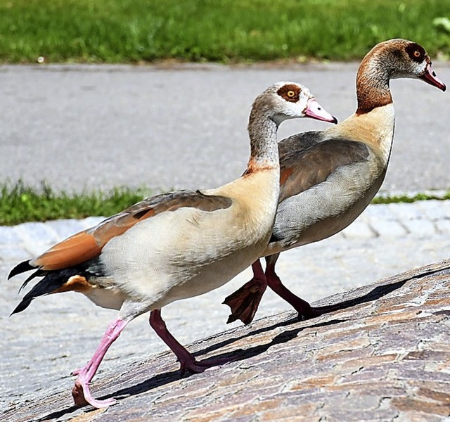 Nilgnse sind im Parkschwimmbad zu Hause.  | Foto: Barbara Ruda