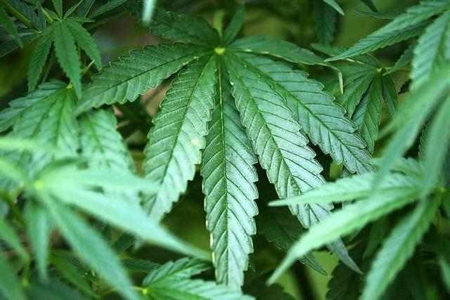 Grüne wollen regulierten Cannabisanbau und -handel – die CDU nicht