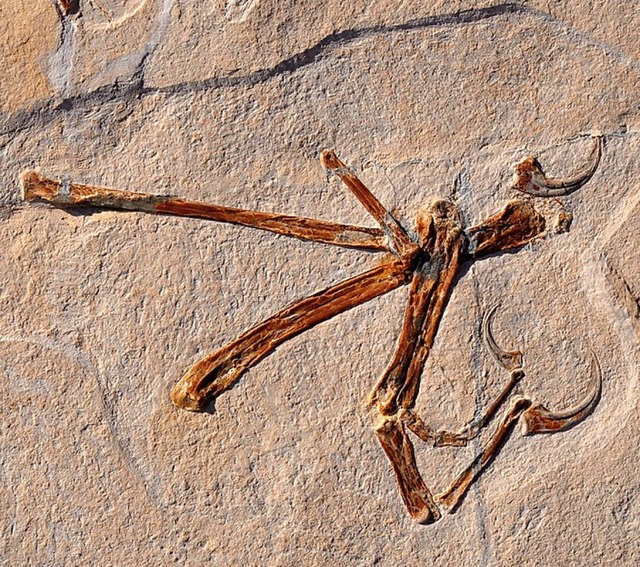 Wohl ein Zeitgenosse des Archaeopteryx...li, das im Altmhltal gefunden wurde.   | Foto: O. Rauhut (dpa)