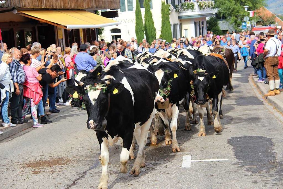 Bei der Alemannischen Woche traben auch mal Kühe durch den Ort  | Foto: Horst David