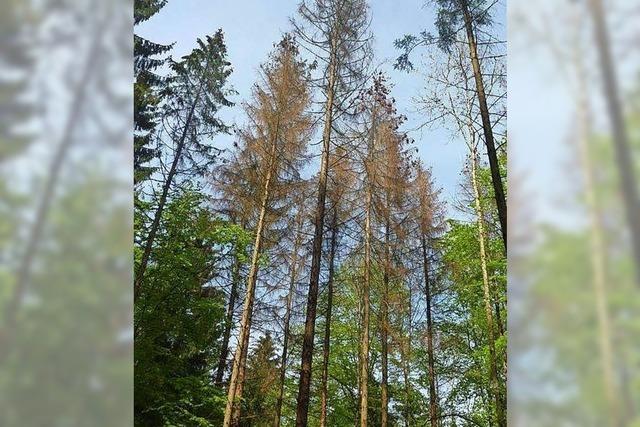 Todtmoos muss fr Waldbewirtschaftung mehr zahlen