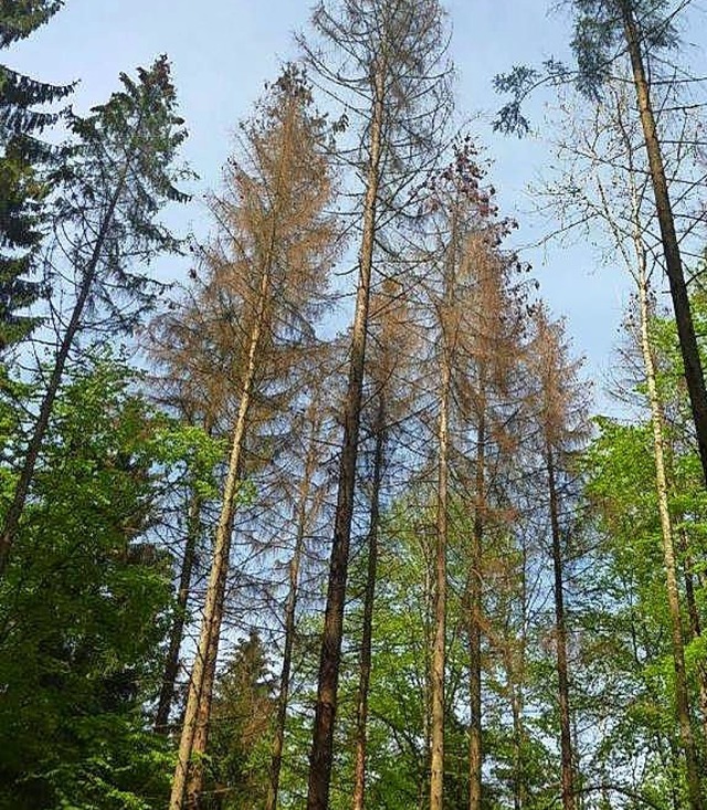 Die Waldbewirtschaftung in Todtmoos  wird teurer.  | Foto: Eisele