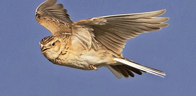   | Foto: R. Martin/Haus der Natur