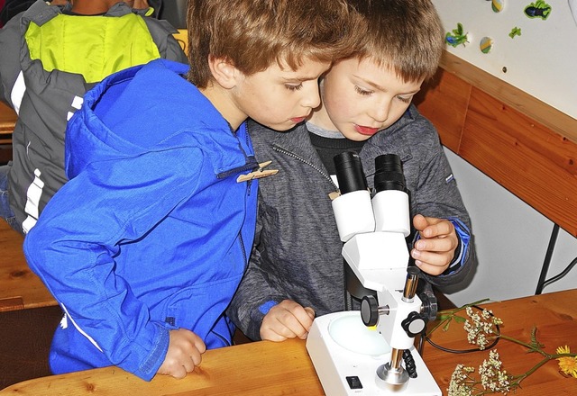 Unterm Mikroskop gab es so einiges zu entdecken.  | Foto: Gudrun Gehr