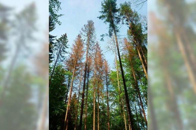 Forstexperten sehen den Schwarzwald in Gefahr