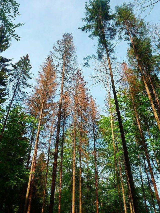 Der Borkenkfer schlgt unbarmherzig zu: Ganze Fichtenbestnde fallen aus.   | Foto: Michael Eisele