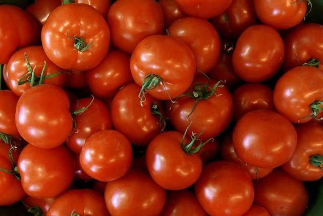 Junge Offenburger im Tomatenfieber