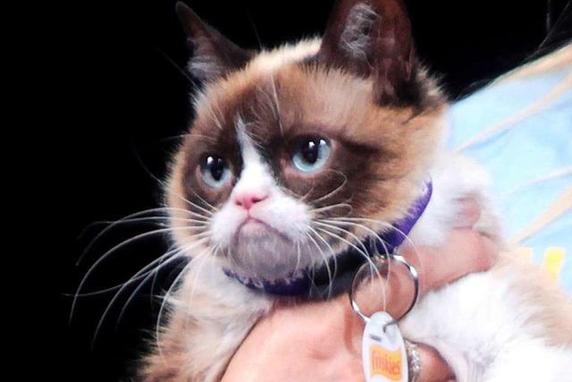 Internet-Kult-Katze Grumpy Cat ist tot