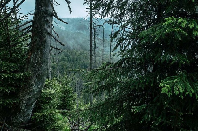 Die Natur soll machen, was sie will. D...gehrt zur Kernzone des Nationalparks.  | Foto: Birgit-Cathrin Duval, Birgit-Cathrin Duval