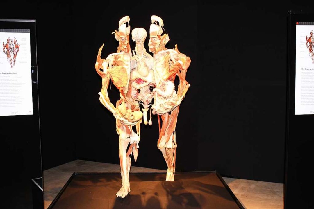 Rund 200 einzigartige Prparate werden... Ausstellung Krperwelten dargestellt.  | Foto: Emma Tries