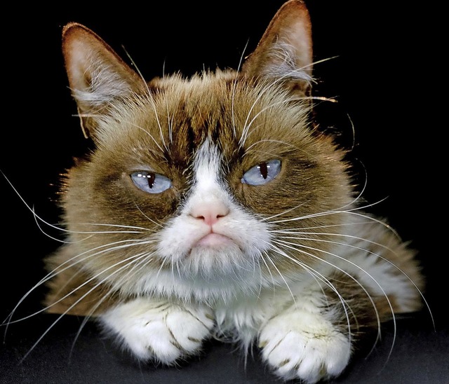 Sah missmutig aus, war aber eigentlich ganz liebevoll: Grumpy Cat  | Foto: dpa