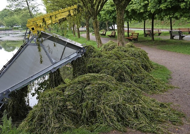 Grne Ausbeute: 24 Kubikmeter krauses ...em Waldkircher Stadtrainsee gefischt.   | Foto:  Stadt Waldkirch