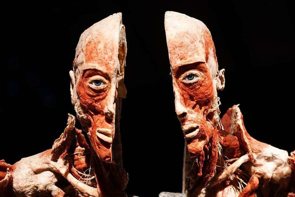 Die Ausstellung "Körperwelten" stellt den menschlichen Körper und seine Funktionsweise in den Mittelpunkt. (Foto: Fabian Rudolph) Die Ausstellung "Körperwelten" stellt den menschlichen Körper und seine Funktionsweise in den Mittelpunkt. (Foto: Fabian Rudolph)