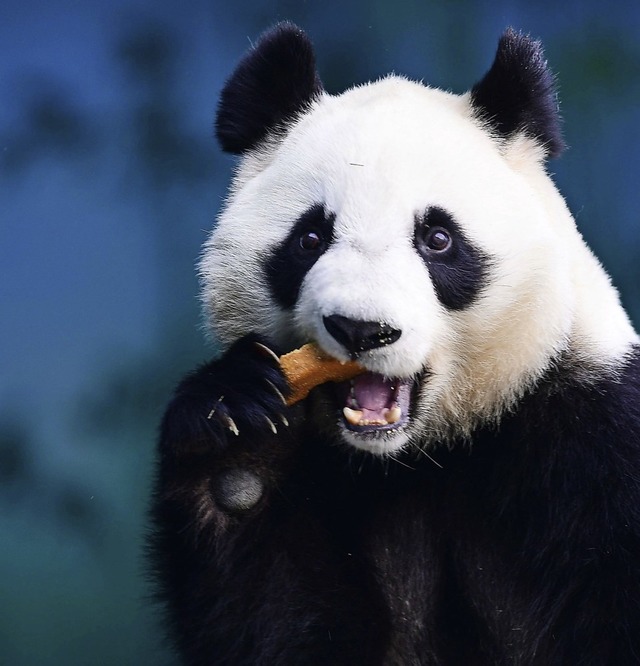 Kein Panda gleicht dem anderen: Eine A...nsatz kommt, erkennt die Unterschiede.  | Foto: - (AFP)