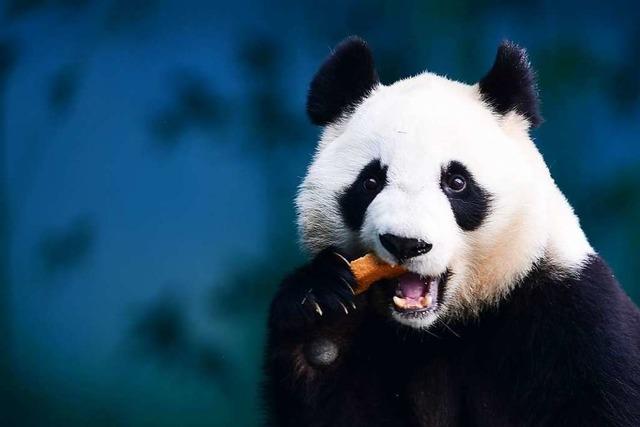Gesichtskontrolle fr Pandas