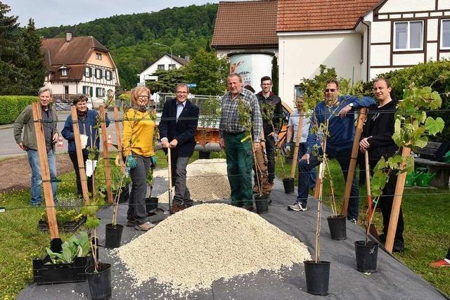 Aus eingesparten Plastiktüten wächst in Rheinfelden ein Weinberg