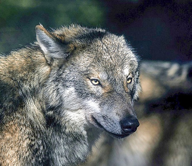 Die Angst vor dem Wolf geht um.  | Foto: Klaus-Dietmar Gabbert (dpa)