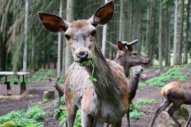 Ein neugieriges Rotwild im Wildgehege in Bad Sckingen  | Foto: Vanessa Dai