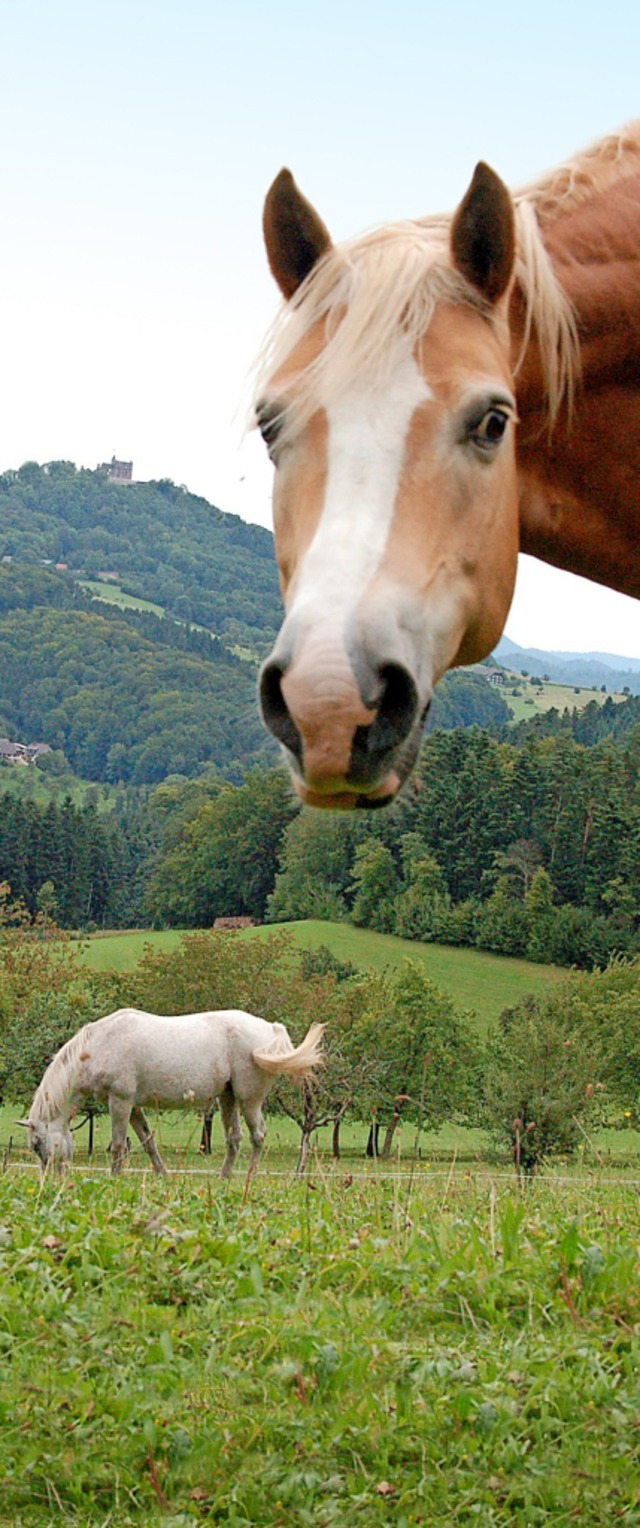 Hallo Pferd! Tierisch gute  Begegnunge...chuttertal auch beim Wandern mglich.   | Foto: Anselm Buhoff