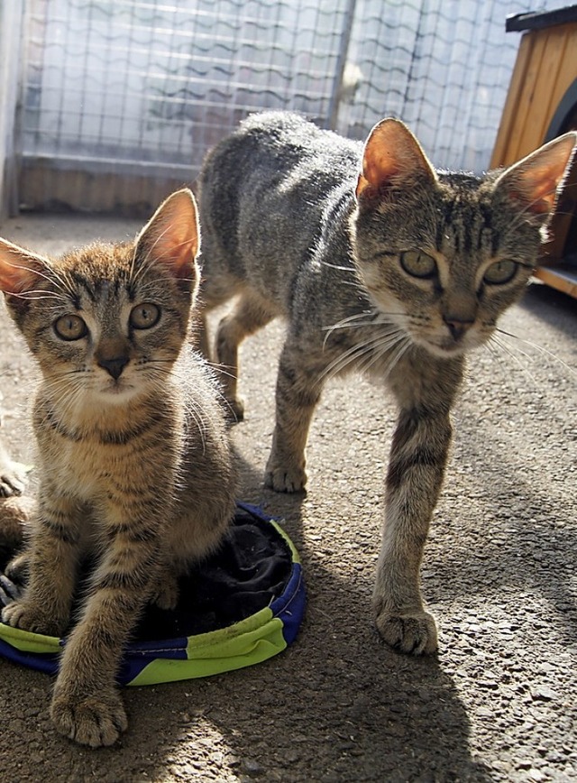 Viele Katzen wurden im Tierheim abgegeben.   | Foto:  Dana Coordes