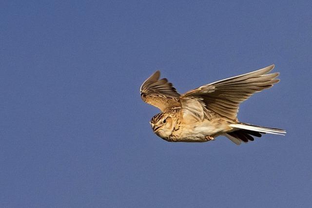 Vierter Feldberger Vogel-Tag steht im Zeichen der Feldlerche