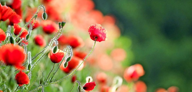 In prchtig roten Farben blht die Klatschmohnwiese  | Foto: Thilo Liedtke